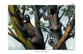 Yellow-throated Sloth 1860