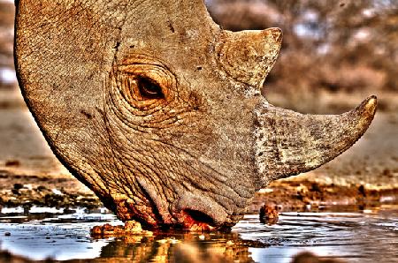 Black Rhino drinking 2018