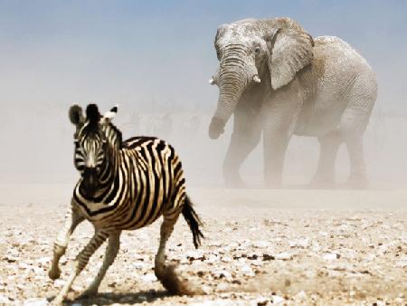 Elephant and Zebra, Etosha 2018