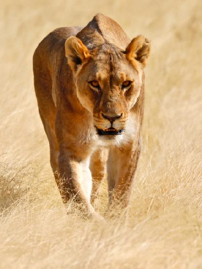 Huntress, Etosha 2018