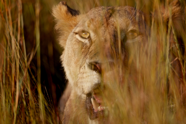 Lion in the grass von Eric Meyer