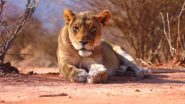 Resting lioness von Eric Meyer