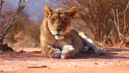 Resting lioness 2019