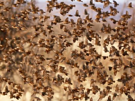 Safety in Numbers (red-billed quelea), Namibia 2018