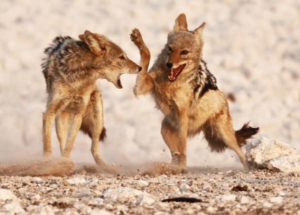 Sparring Jackals, Etosha von Eric Meyer