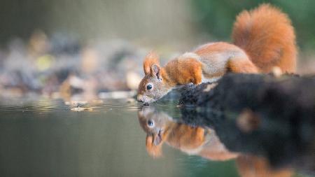 rotes Eichhörnchen