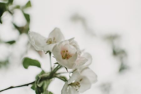 Frühlingsserie – Apfelblüten im Regen 12/12