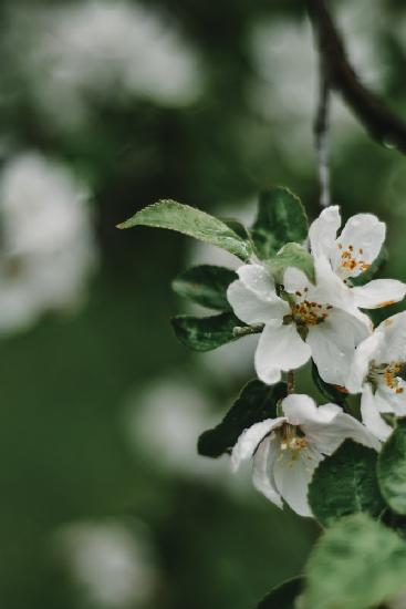 Frühlingsserie – Apfelblüten im Regen 5/12