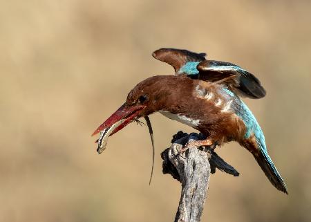 Eisvogel