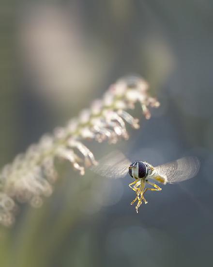 Niedrige Flugzone