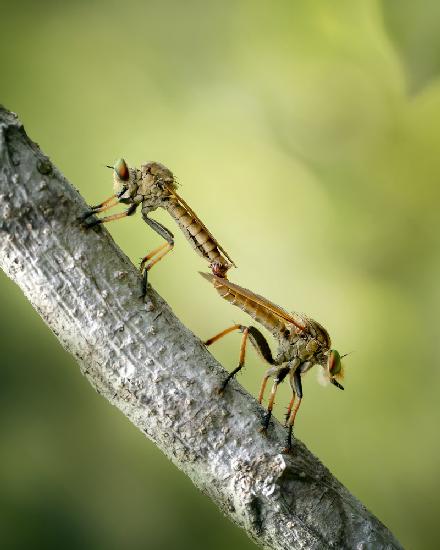 Paarende Räuberfliege