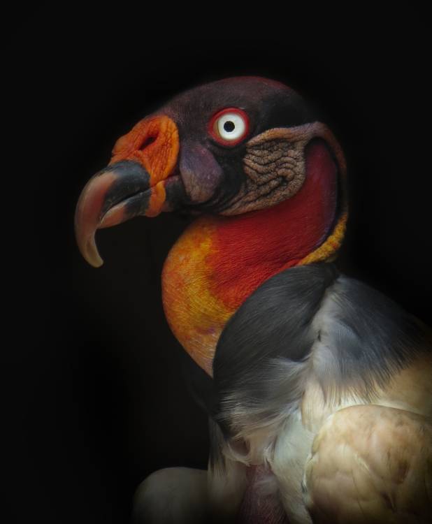 King vulture-Sarcoramphus papa von Ferdinando Valverde