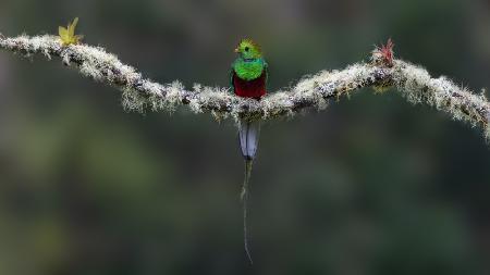 Quetzal