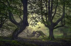 Guardians of the forest