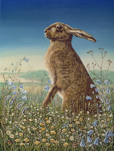 Hare von Frances Broomfield