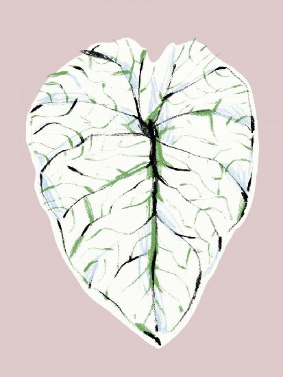 Alocasia Melo Light