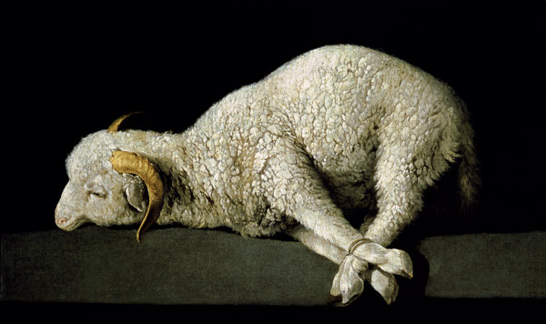 Agnus Dei von Francisco de Zurbarán (y Salazar)