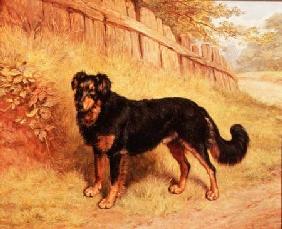 Border Collie 1894