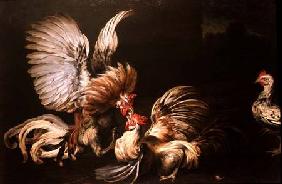 Fighting Cocks