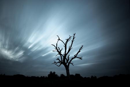 ein toter Baum