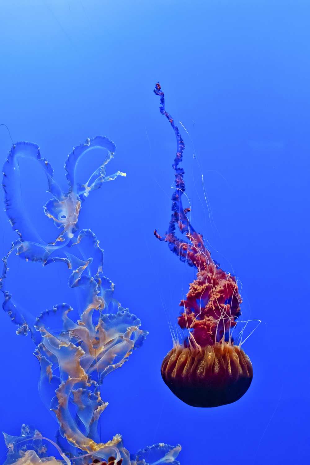 Jellyfish 44 von Fred Walker
