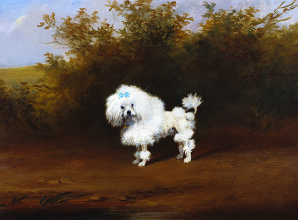 A Toy Poodle in a Landscape (board) von Frederick French