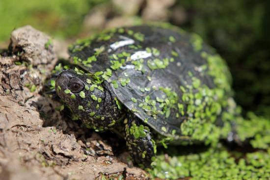 Sumpfschildkröte in der Pfalz von Fredrik Von Erichsen