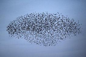 Tausende Stare fliegen am Himmel über Mainz