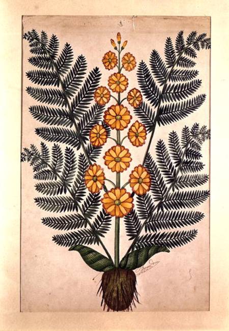 Fern with yellow flowers, plate from a seed merchants in Oisans von French School