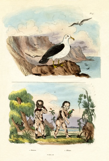 Albatros von French School, (19th century)