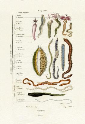 Annelids 1833-39