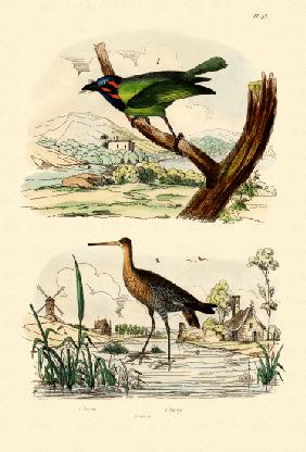 Barbet 1833-39