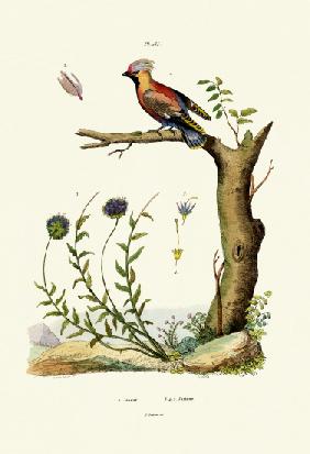 Bohemian Waxwing 1833-39