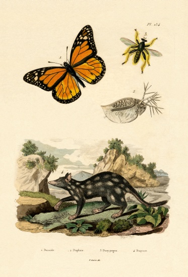 Butterfly von French School, (19th century)