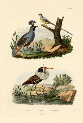 California Quail 1833-39