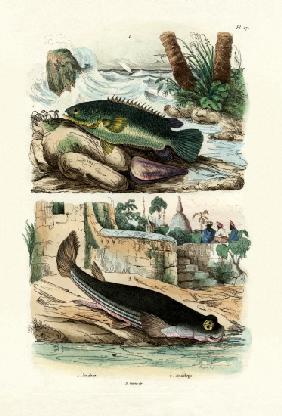 Climbing Perch 1833-39