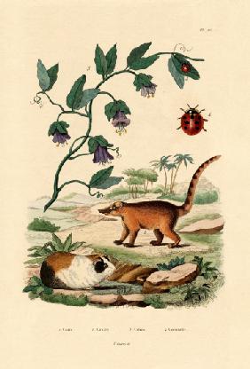 Coati 1833-39