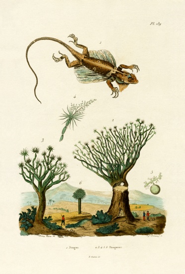 Flying Dragon von French School, (19th century)