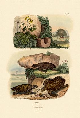 Greater Celandine 1833-39