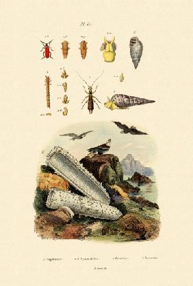 Insects 1833-39