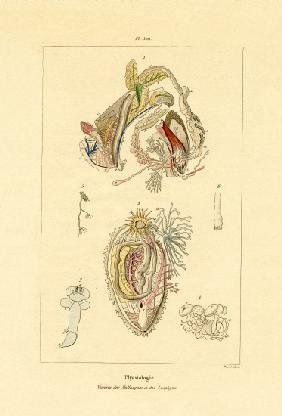 Intestines 1833-39