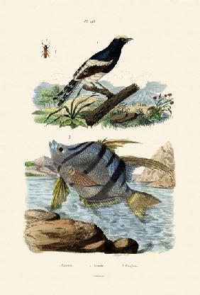 Little Forktail 1833-39