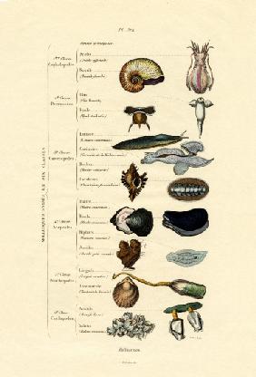 Molluscs 1833-39