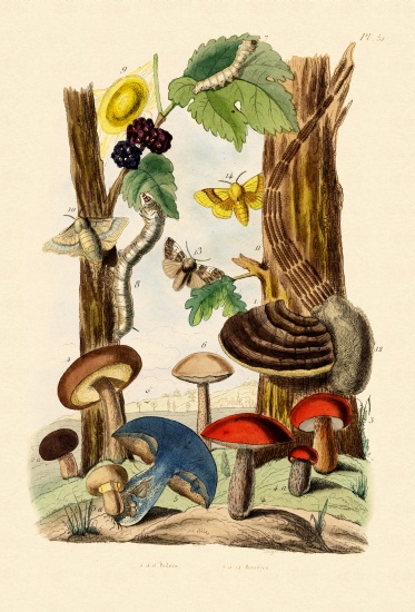 Mushrooms von French School, (19th century)