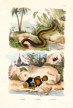 Orange Clownfish 1833-39