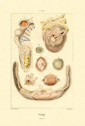 Ovology 1833-39