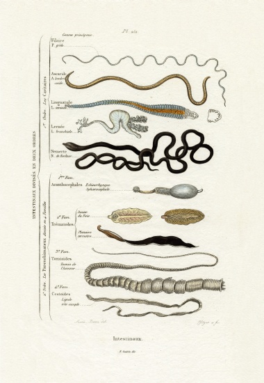 Parasites von French School, (19th century)