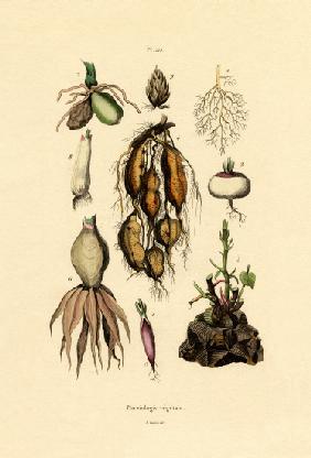 Plants 1833-39