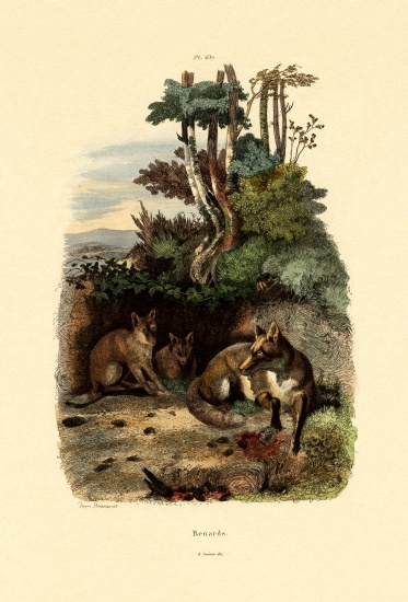 Red Fox von French School, (19th century)