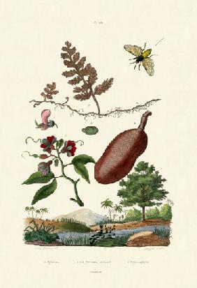 Sawfly 1833-39